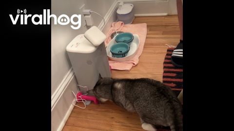 Impatient Cat Breaks His Robot Feeder || ViralHog