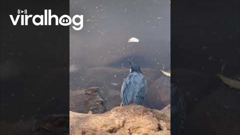 Bird Uses Bread To Fish || ViralHog