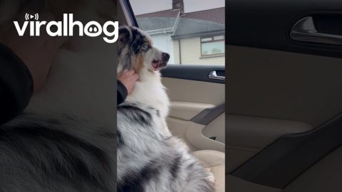 Dog Doesn't Like Being Touched on the Face || ViralHog