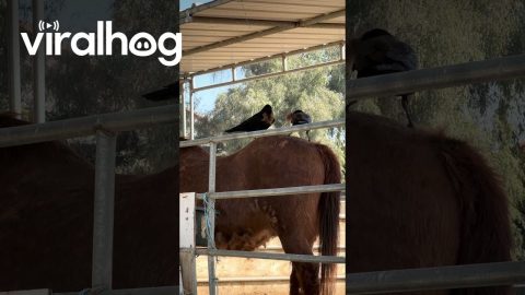 Crows Gather Hair From Shedding Horse || ViralHog