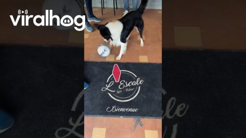 Border Collie Has Impressive Soccer Skills || ViralHog