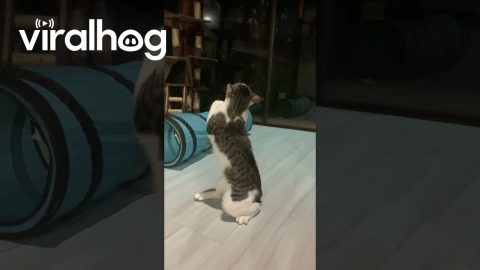 Boxer Cat Trains For the Big Match || ViralHog