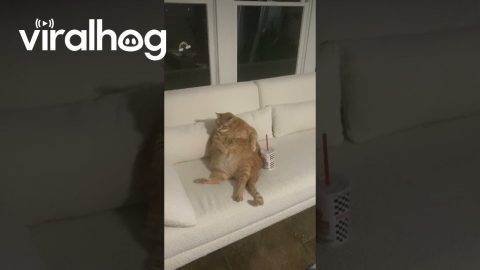Fat Cat Lounges On Couch With Soda || ViralHog