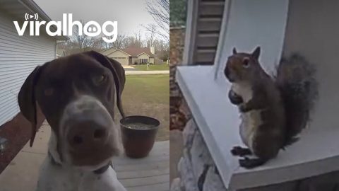Animals Greeting Doorbells || ViralHog