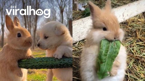 Adorable Bunnies Having a Snack || ViralHog