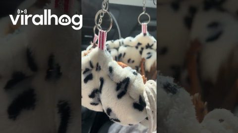 Squirrel Takes a Nap During Drive || ViralHog