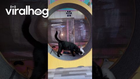Kitten Clings To Rotating Running Wheel || ViralHog