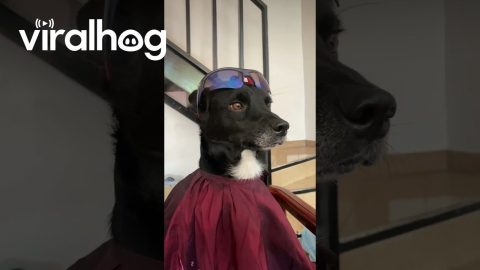 Cool Dog Is Best Barbershop Client || ViralHog
