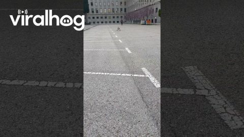 Happy Wheelchair Doggo Sprints to Owner || ViralHog