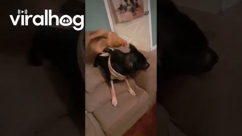 Dog And Chicken Chill On Couch || ViralHog