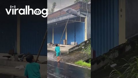 Very Tall Umbrellas in Indonesia || ViralHog