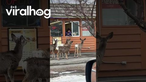 Deer Line Up At Drive-Thru For Tacos || ViralHog