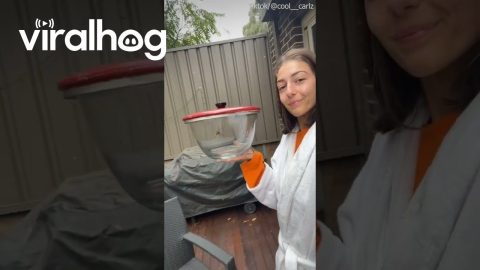 Woman Wakes Up To Spider In Kitchen || ViralHog