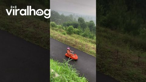 Dog Rides Luge Cart Down Hill || ViralHog