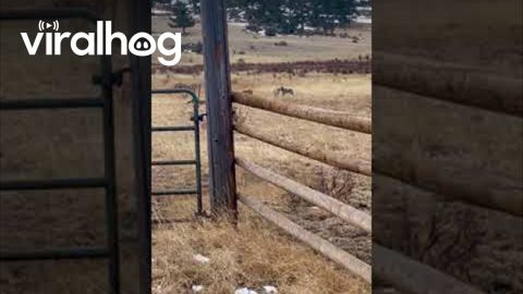 Mountain Lion Chases Coyotes From Carcass || ViralHog