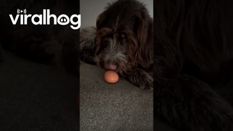 Dog Gets Caught Hiding An Egg || ViralHog