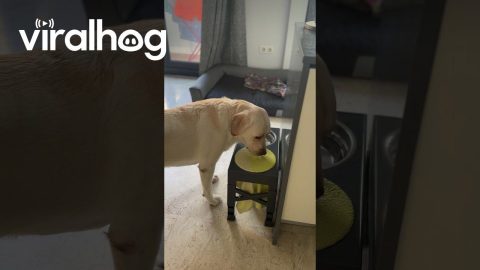 Dog Dries Muzzle After Drinking || ViralHog