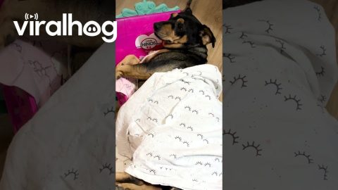 Dog Enjoys Toy Bed While Kiddos Shows Her Toys || ViralHog