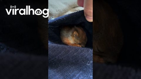 Little Squirrel Gives a Big Yawn || ViralHog