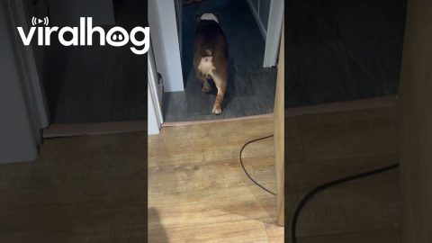Gary The Bulldog Struts His Stuff || ViralHog