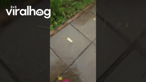 It's Raining Ice in Kenya || ViralHog