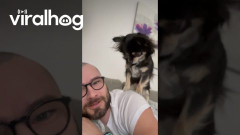 Little Dog Gives Guy a Massage || ViralHog