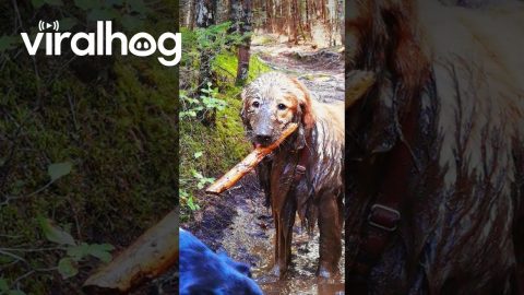 Hiking Golden Retriever Finds Mud Puddle || ViralHog