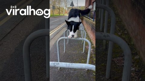 Border Collie Parkours on Bike Bars || ViralHog