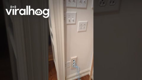 Need a Plug? I Gotchu || ViralHog