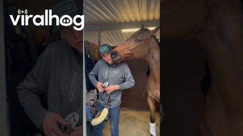 A Sweet Moment Between Horse and Human || ViralHog