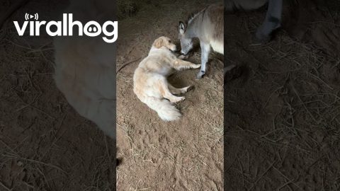 Donkey Cuddles With Golden Retriever || ViralHog