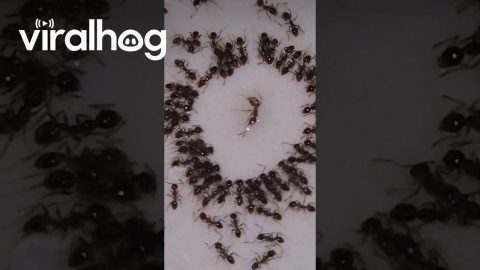 Ants Appear to Hold Funeral for Their Queen || ViralHog