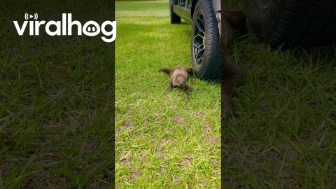Baby Sloth Touches Grass For First Time || ViralHog