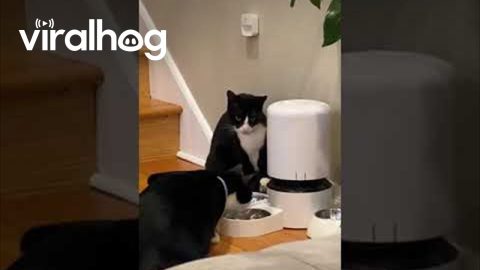 Cats Hack Automatic Feeder || ViralHog