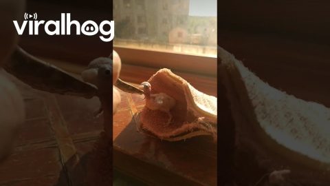 Spoon-Feeding a Baby Bird || ViralHog