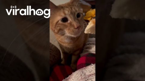 Cat Gags At Cinnamon Roll || ViralHog