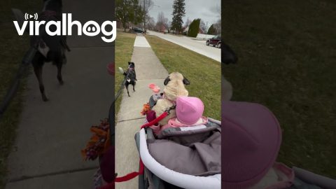 Strolling Pug Finishes Walk On Lap || ViralHog