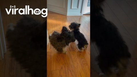 Differently Abled Puppy Playtime || ViralHog