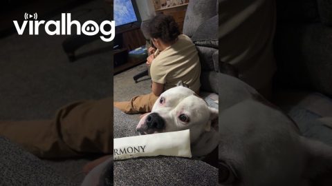 Doggo Tormented By Recorder Performance || ViralHog