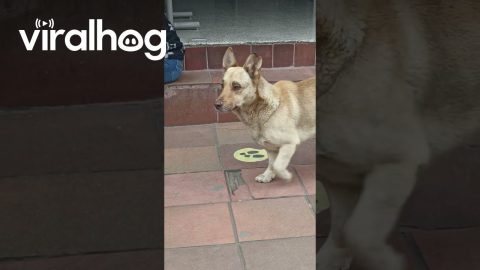 Pushy Pup Dons Fake Eyebrows || ViralHog