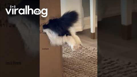 Munchkin Cat Slides Into Cardboard Box || ViralHog