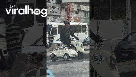 Pug Rides in Motorbike Sidecar || ViralHog