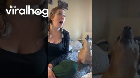 Casper Interrupts Owner's Singing || ViralHog