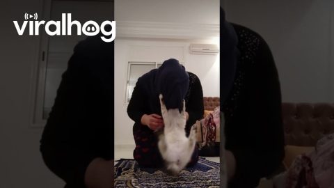 Cat Parkour During Prayers || ViralHog