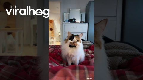 Pounce Mode Activated || ViralHog