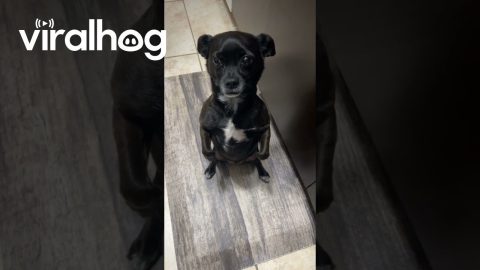 Adorable Pup Begs in the Kitchen || ViralHog