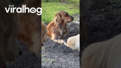 Dog Tosses Dirt Into Sibling's Face || ViralHog