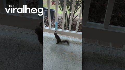 Squirrel Drinks From Porch-Mounted Bottle || ViralHog