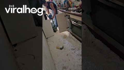 Naughty Pup Makes a Huge Mess || ViralHog
