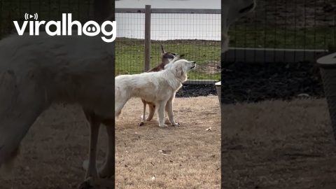 Kangaroo Pets Great Pyrenees || ViralHog
